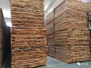 蓝海木材常年销售欧洲 俄罗斯白桦原木,长度3米4米5.5米6米,通货 特选及烘干板材